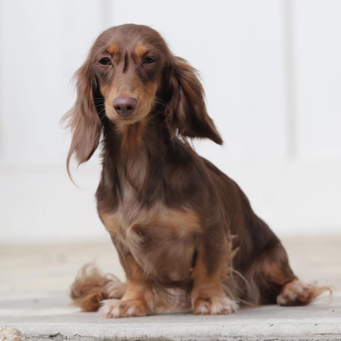 Find Your Perfect Dachshund Puppy at GatorHead Dachshunds