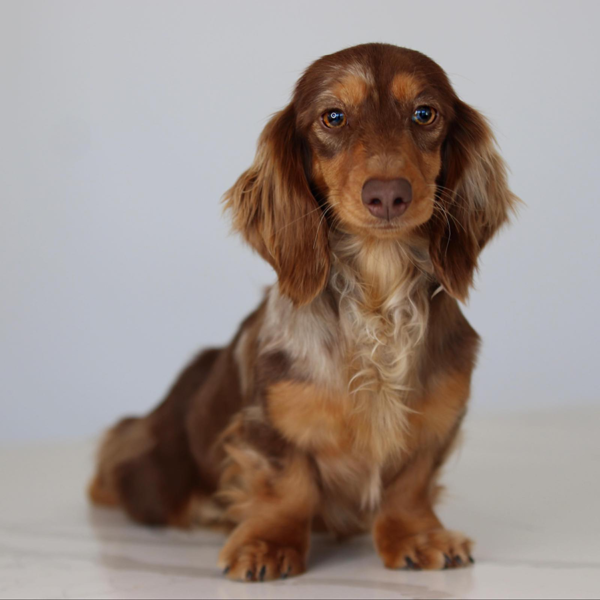This is Ms. Libby, a chocolate dapple female dachshund. Owned by GatorHead