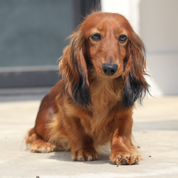 cindy lou another beautiful female dachshund from gator head dachshunds